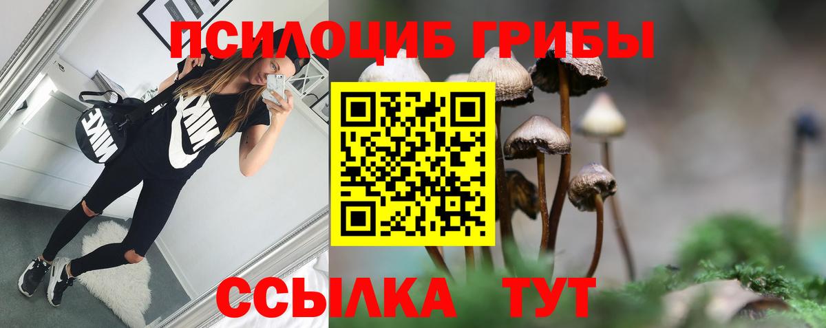 Ефремов  Псилоцибиновые грибы Cubensis  Вход с VPN 